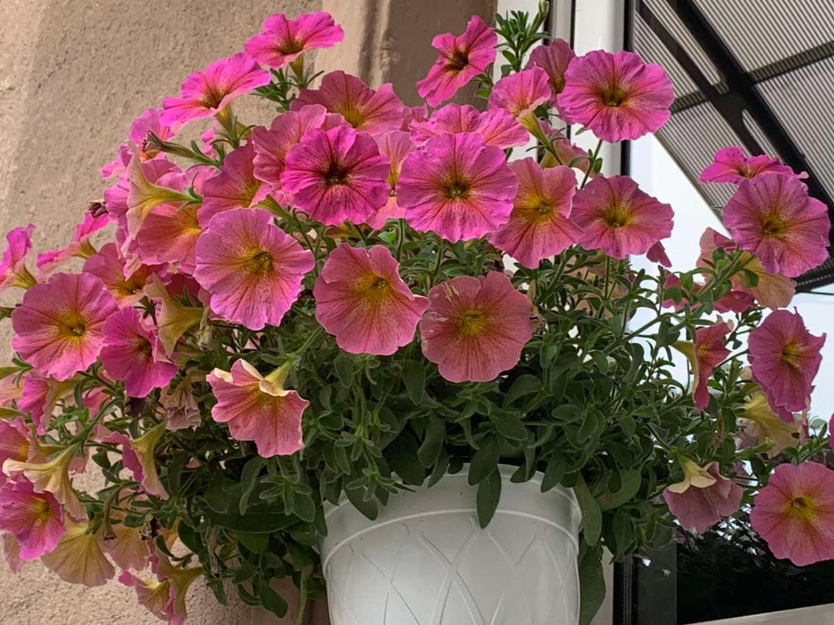Garden * Plowdiw